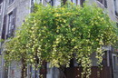 گل آبشار طلایی